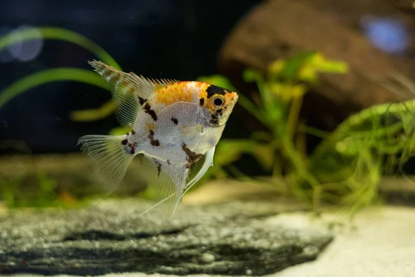 Peixe Anjo Água Doce Peixe Anjo Marmóreo Que Tem Padrão — Fotografia de Stock