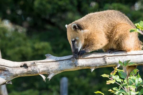 Coati Sul Americano Nasua Nasua Também Conhecido Como Coati Cauda — Fotografia de Stock