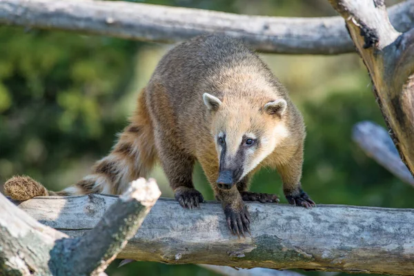 Ostronos Ameryki Południowej Nasua Nasua Znany Również Jako Ring Tailed — Zdjęcie stockowe