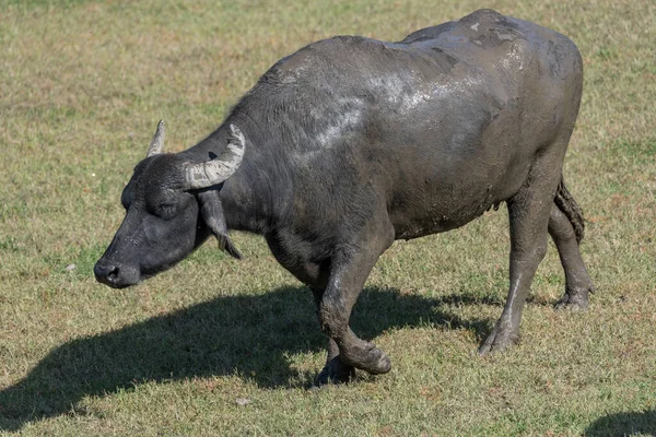 Buffalo Comer Alguma Grama Verde Fresca — Fotografia de Stock
