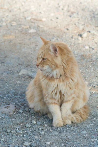 Дикая Бездомная Кошка Каменном Полу Брошенная Кошка Смотрит Камеру Принять — стоковое фото