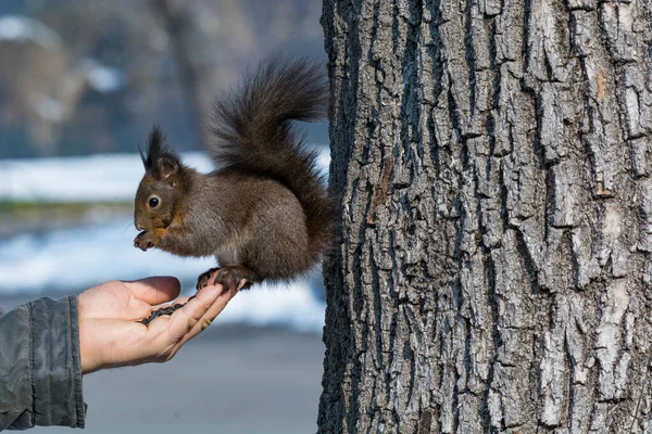 Squirrel Park Eats Sunflower Seeds Hand — Stock Photo, Image