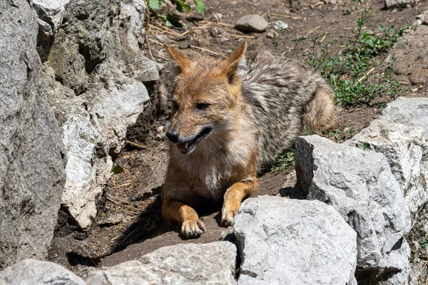 Chacal Dourado Canis Aureus Caminhando Pela Grama Verde Rochas — Fotografia de Stock