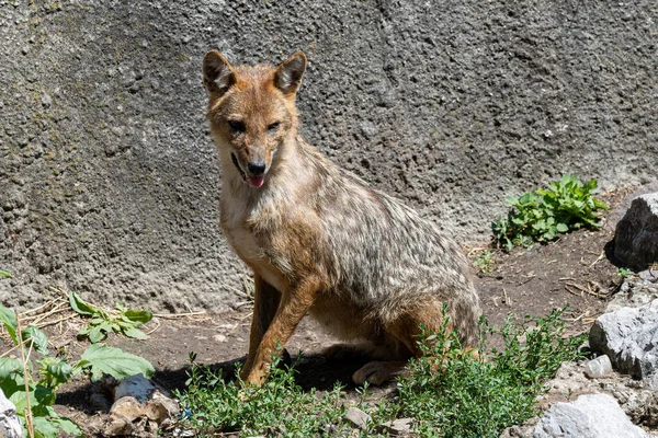Chacal Dourado Canis Aureus Caminhando Pela Grama Verde Rochas — Fotografia de Stock