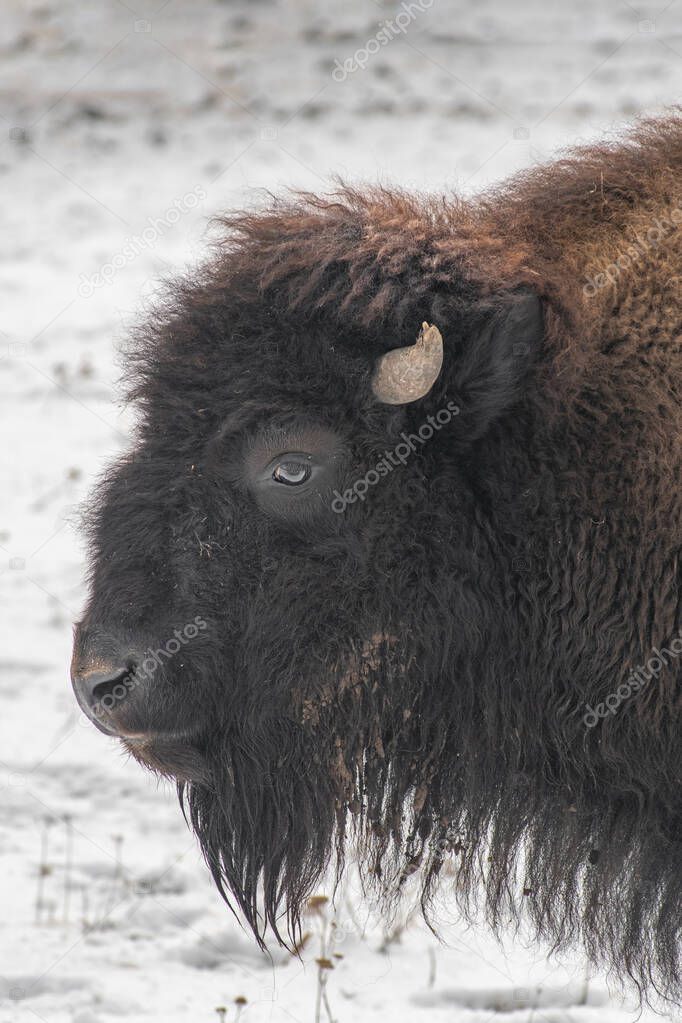 American bison are North America's largest terrestrial animals.