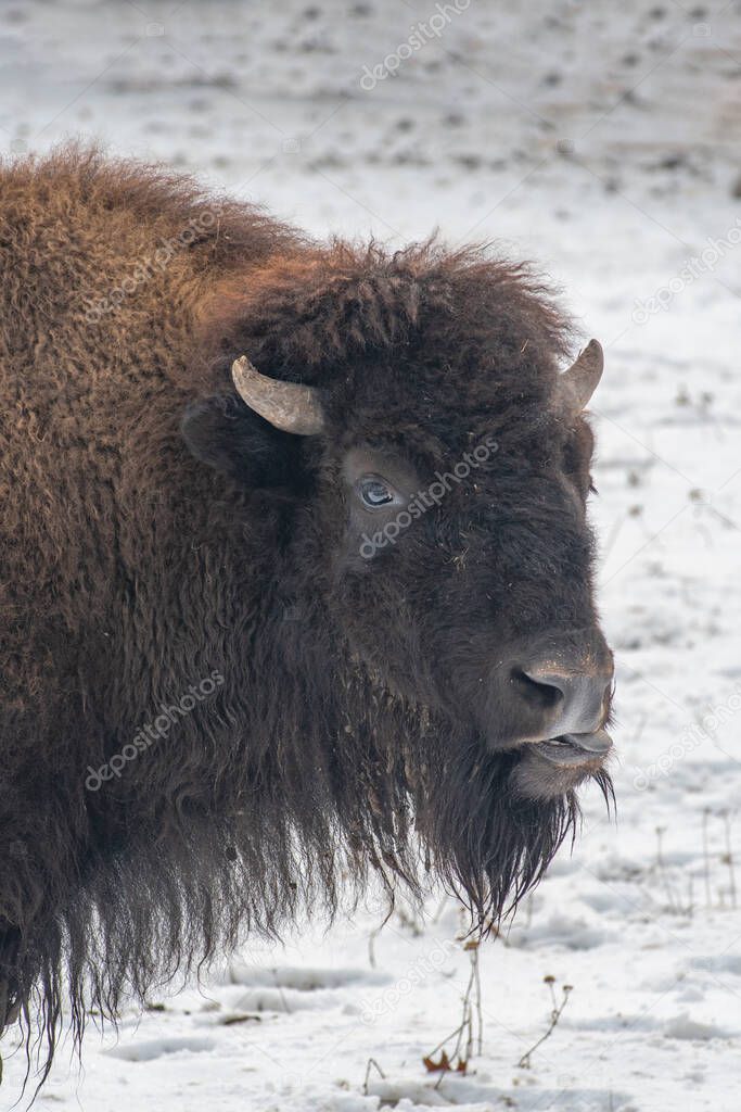 American bison are North America's largest terrestrial animals.