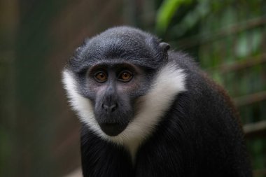 LHoest maymunu (Cercopithecus lhoesti), Doğu Kongo havzasında bulunan bir guenondur.