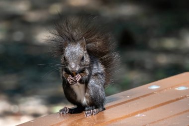 Doğu gri sincap (Sciurus carolinensis) fındık yiyor