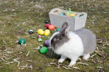 Çok renkli Paskalya yumurtalarının yanında Hollanda tavşanı