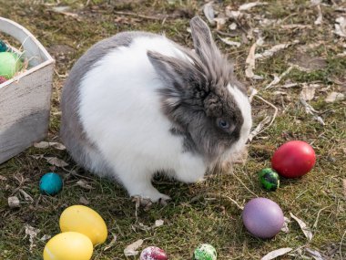 Mutlu Paskalyalar. Şirin bir Hollandalı tavşanın yakın plan görüntüsü