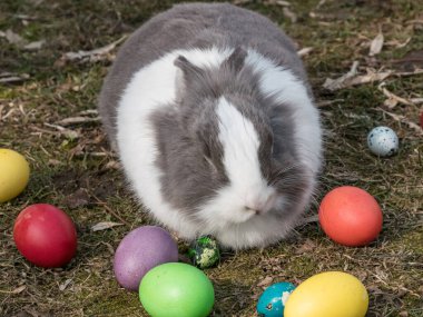 Çok renkli Paskalya yumurtalarının yanında Hollanda tavşanı