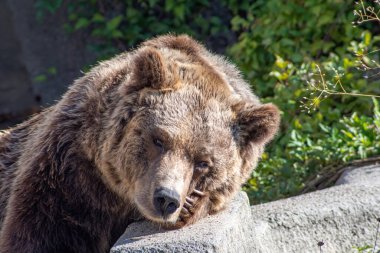 Avrasya kahverengi ayısı (Ursus arctos) Kuzey Avrasya ve Kuzey Amerika 'nın çoğunda bulunan ve en yaygın olarak dağıtılan ayıdır..