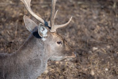 Kışın Fallow geyiğinin (Dama Dama) yakın plan portresi