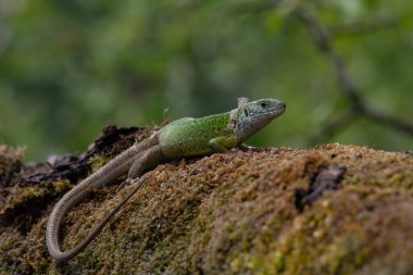Avrupa yeşil kertenkelesi (Lacerta viridis) doğal yaşam alanında, yeşil kertenkele güneş banyosu.