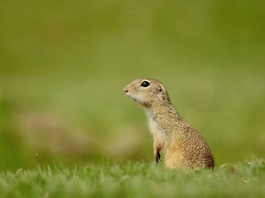 Avrupa Zemin Sincabı (Spermophilus citellus), Sincap cinsinin Avrupalı bir temsilcisidir..