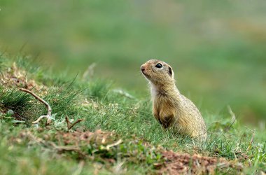Avrupa Zemin Sincabı (Spermophilus citellus), Sincap cinsinin Avrupalı bir temsilcisidir..