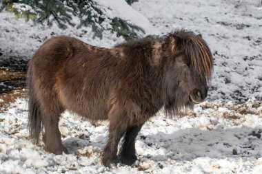 Midilli portresi. Vahşi yaşam fotoğrafı.