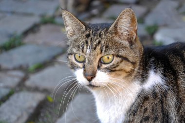 Kedi dışarıda - kedi ya da sokak kedisi, yabani kediler dışarıda