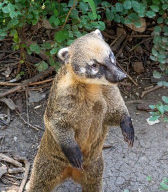 Güney Amerika coati (Nasua nasua), ring-tailed coati da bilinir.