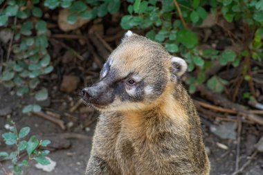 Güney Amerika coati (Nasua nasua), ring-tailed coati da bilinir.