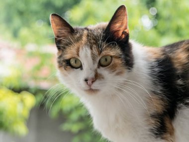 Asfalt zemindeki vahşi ve evsiz kedi. Kamera karşısında terk edilmiş kedi. Kedi konsepti fotoğrafı çek. Evcil kedi kaybetti. Bir evcil hayvanın evlat edinilmesi.