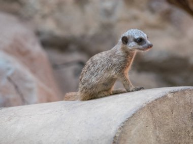 Mirket ya da Suricata suricatta firavun faresi familyasından küçük bir etoburdur..
