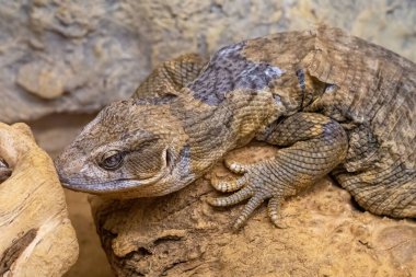 Savannah monitörü (Varanus exanthematicus), Afrika 'ya özgü orta büyüklükte bir kertenkele türüdür.
