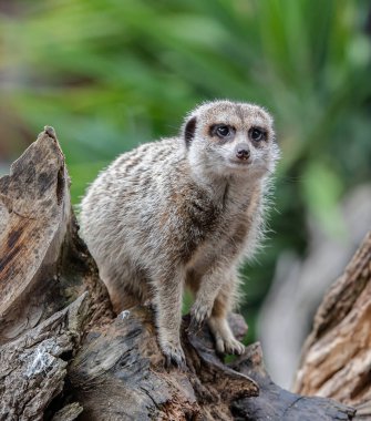 Ayakta duran mirketin (Suricatta) ya da suricate 'in portresini kapat