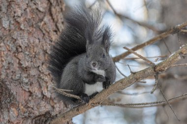 Parktaki bir ağacın dalında oturan sincap. 