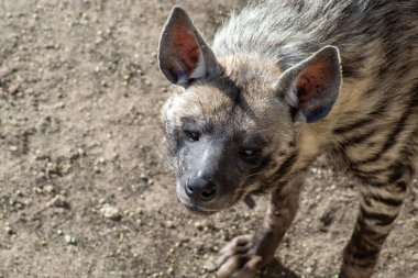 Çizgili sırtlan (Hyaena hyaena sultana). Afrika hayvanı
