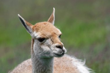 Vicuna 'nın portresi (Vicugna vicugna) turuncu ceketli ve açık gri ağızlıklı..