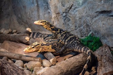 Sarı başlı su monitörü (Varanus cumingi) Cuming 'in su monitörü olarak da bilinir. Vahşi yaşam hayvanı..