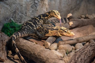 Sarı başlı su monitörü (Varanus cumingi) Cuming 'in su monitörü olarak da bilinir. Vahşi yaşam hayvanı..