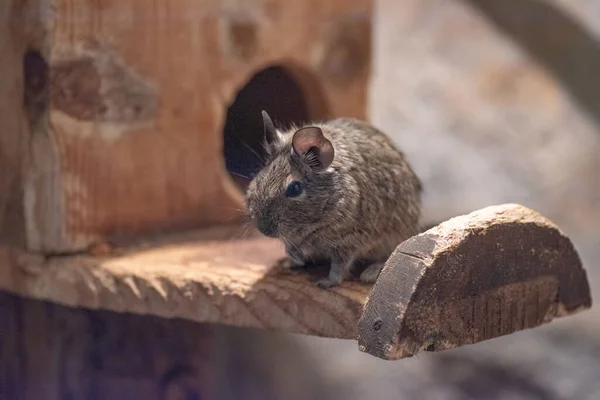 Degu also known as a bushy tail rat. It is a native of Chile. Untamed degus as with most small animals can be prone to biting but their intelligence makes them easy to tame.