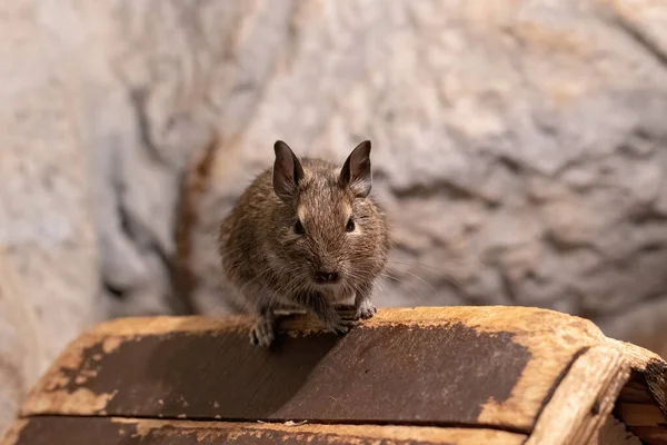 Degu also known as a bushy tail rat. It is a native of Chile. Untamed degus as with most small animals can be prone to biting but their intelligence makes them easy to tame.