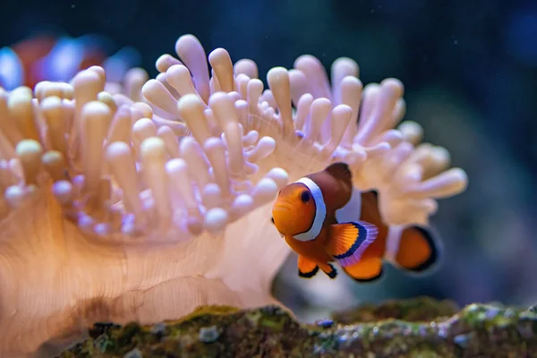 Clownfish Anemonefish Fishes Subfamily Amphiprioninae Family Pomacentridae — Stock Photo, Image