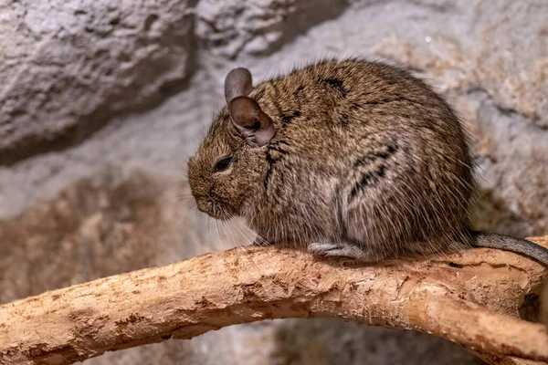 Degu also known as a bushy tail rat. It is a native of Chile. Untamed degus as with most small animals can be prone to biting but their intelligence makes them easy to tame