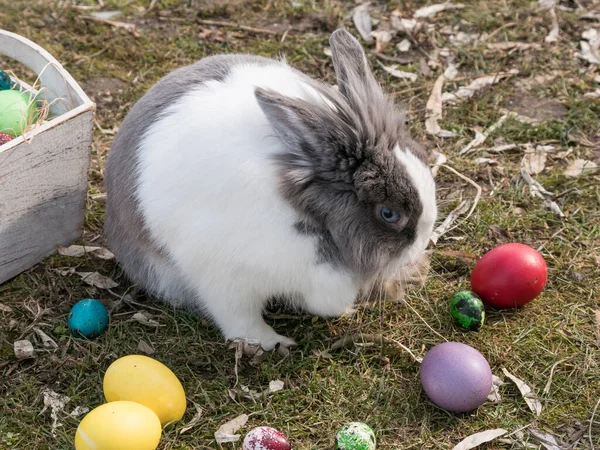 Mutlu Paskalyalar. Şirin bir Hollandalı tavşanın yakın plan görüntüsü