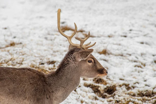 淡黄色鹿降压雪冬天风景 达玛达玛 — 图库照片