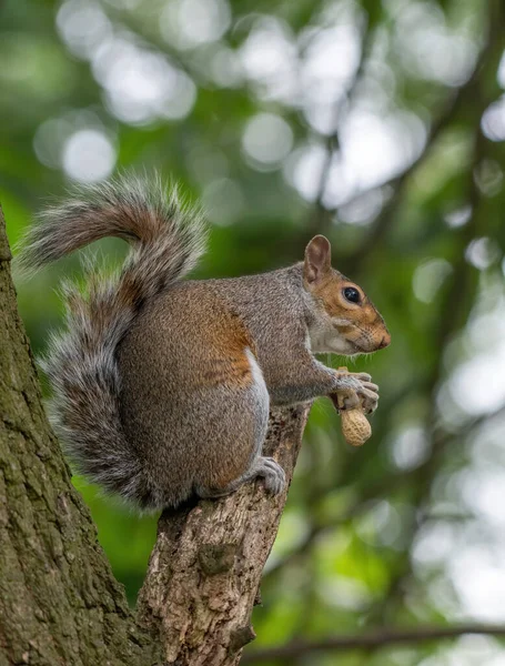 Wschodnia Szara Wiewiórka Jedząca Orzechy Parku Sciurus Carolinensis — Zdjęcie stockowe