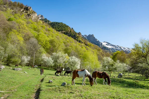 Grassland with purebred grazing horses in spring pasture. The herd of chestnut horses grazing on green meadow