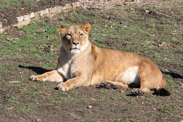 Panthera Leo Een Van Vier Grote Katten Uit Familie Felidae — Stockfoto