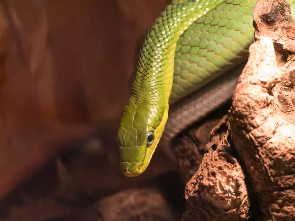 Mambas Verts Est Sont Les Petits Des Mambas — Photo