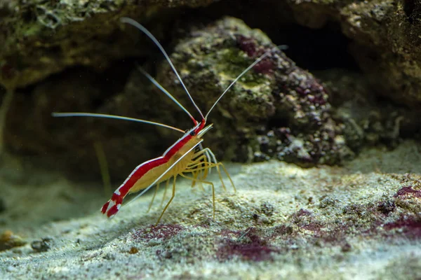 太平洋白色带状的清洁虾 虾类鸠 背景的石头上 — 图库照片