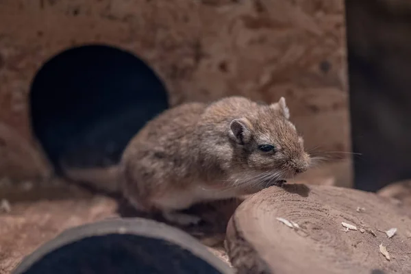 Moğol gerbil ya da Moğol jird 'in yakın plan portresi (Meriones unguiculatus)
