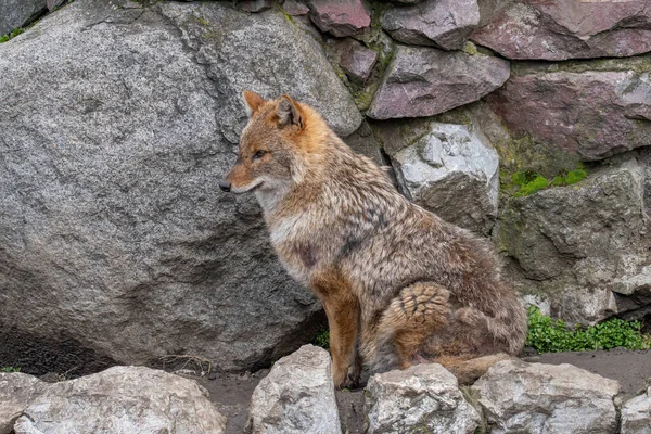 Chacal Dourado Canis Aureus Caminhando Pela Grama Verde Rochas — Fotografia de Stock