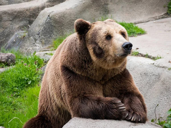 Eurasian Brown Bear Ursus Arctos Arctos Also Known European Brown — Stock Photo, Image