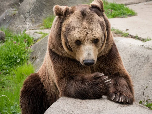 Avrasya kahverengi ayısı (Ursus arctos arctos) Avrupa kahverengi ayısı olarak da bilinir..