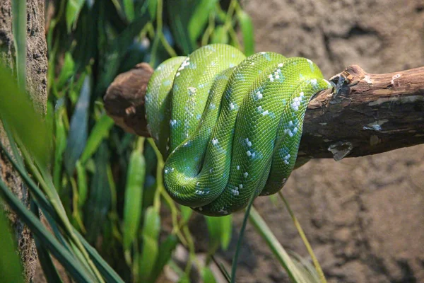 Australische Pythons Grünpython Oder Holzpython Lateinisch Morelia Viridis Eine Art — Stockfoto