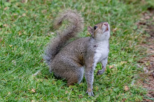 Eastern Gray Squirrel Makan Kacang Taman Sciurus Carolinensis — Stok Foto